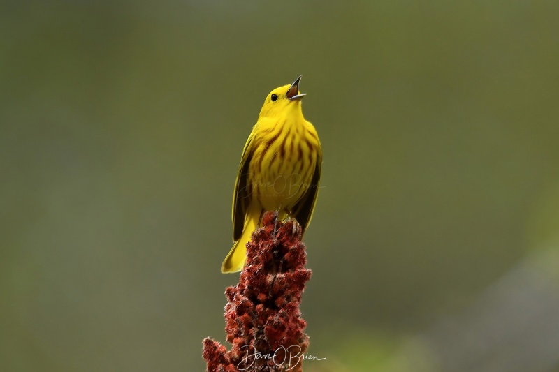 Yellow Warbler
Pickering Pond
5/17/2020
