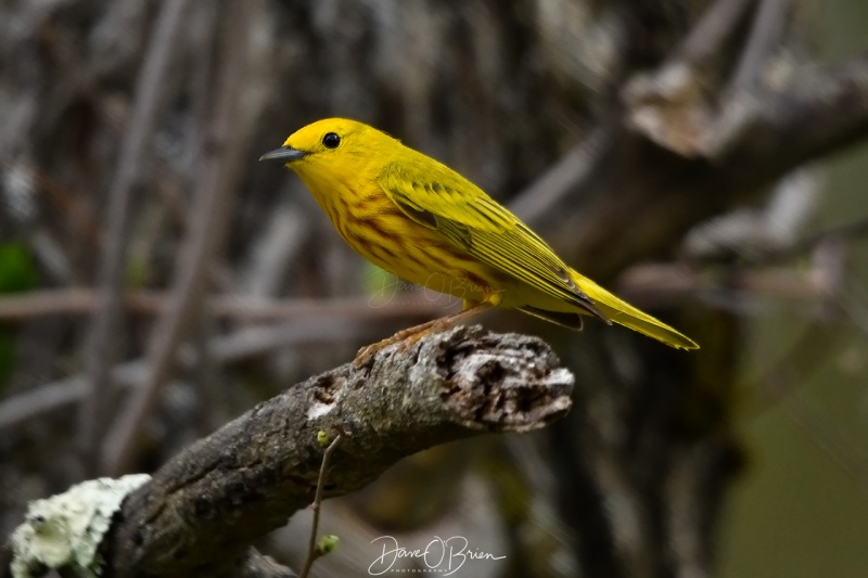 Yellow Warbler
Pickering Pond
5/17/2020
