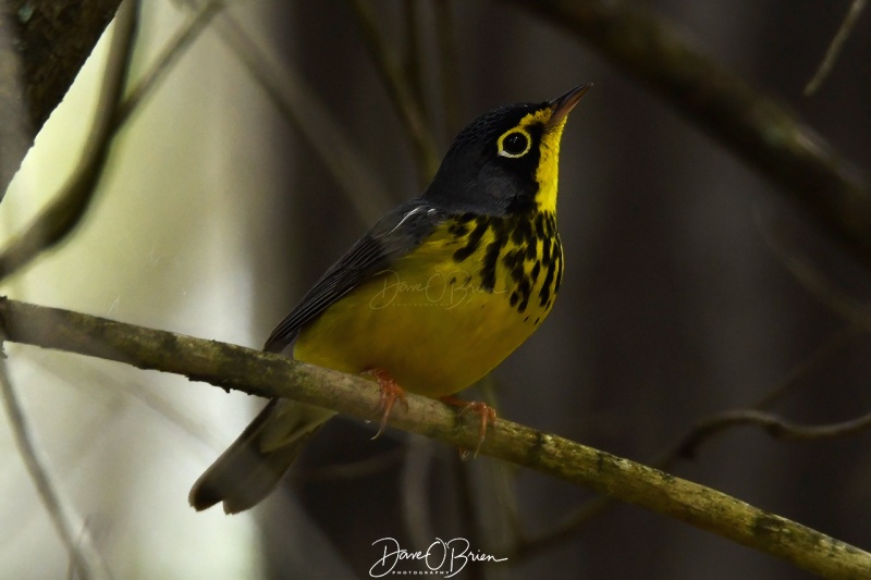 Canada Warbler
Wells Reserve @ Lundholm
5/17/2020
