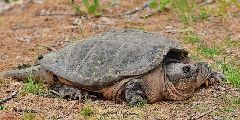 Snapping turtle
Pickering Pond
5/17/2020
