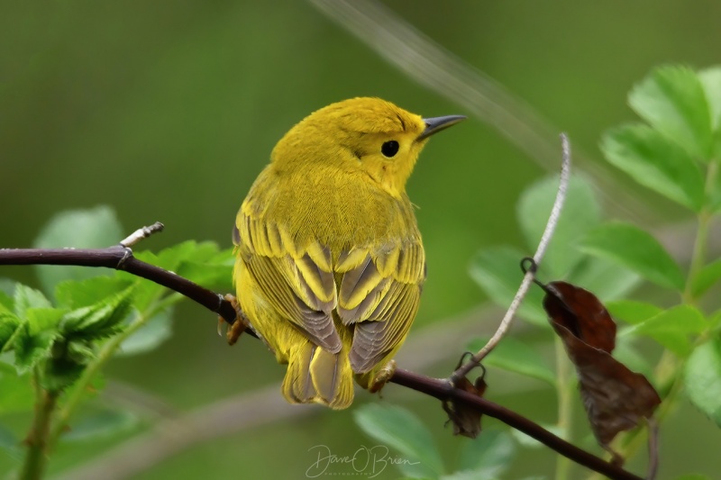 Yellow Warbler
Pickering Pond
5/17/2020
