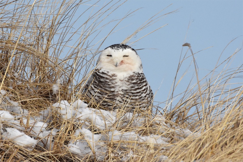 Snowy owls takes in the warm sun after a fresh kill 2/9/18
