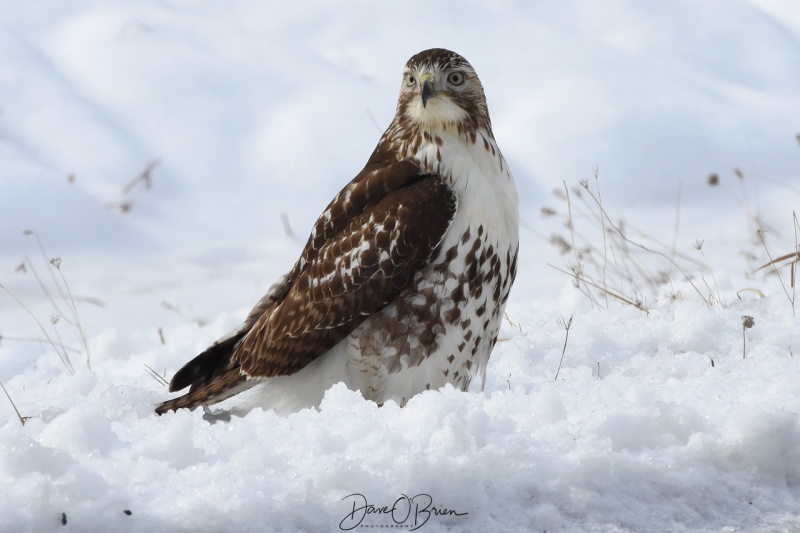 Red Tail Hawk lands down along the road but missed his kill 2/09/18
