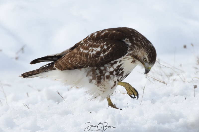 Red Tail Hawk lands down along the road but missed his kill 2/09/18
