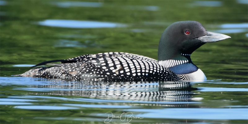 Loon on Bow Lake, NH
