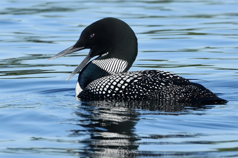 Loon on Bow Lake, NH
