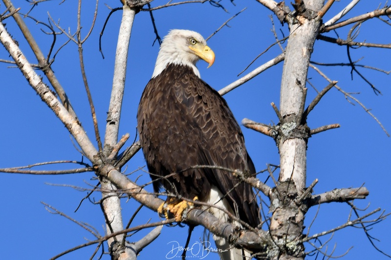 Bald Eagle 
4/27/21
