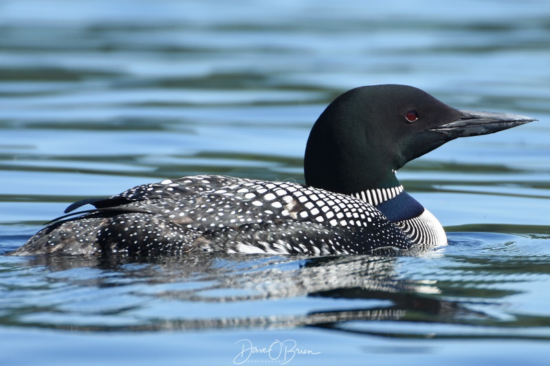 Loon on Bow Lake, NH
