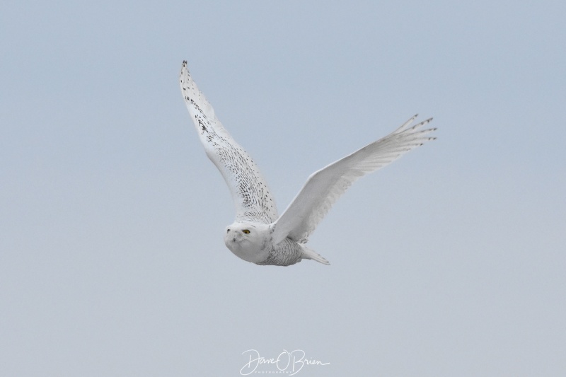 A Snowy in Seabrook takes flight towards me 2/10/18
