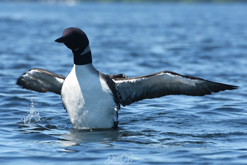 Loon on Bow Lake, NH
