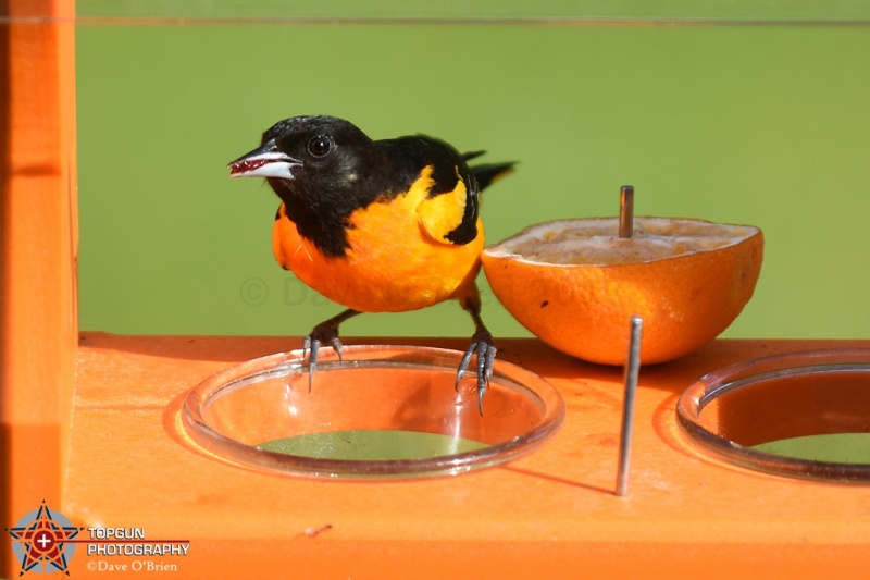 Male Baltimore Oriole 5/27/17
