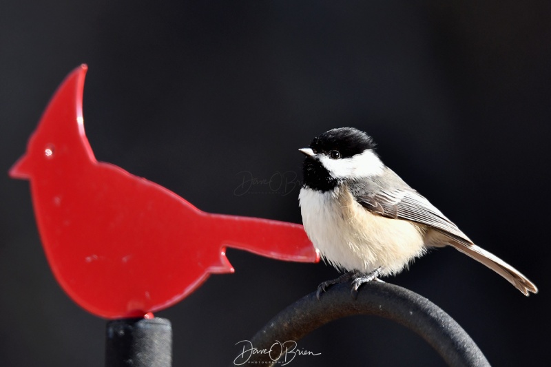 Northern Black Capped Chicadee
1/22/21
Keywords: backyard birds, New England,