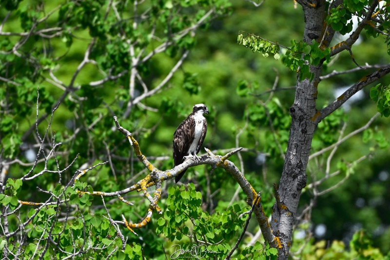 Osprey on a perch
Damariscotta, ME
5/27/26
Keywords: New England Coast, Damariscotta, Maine, Osprey