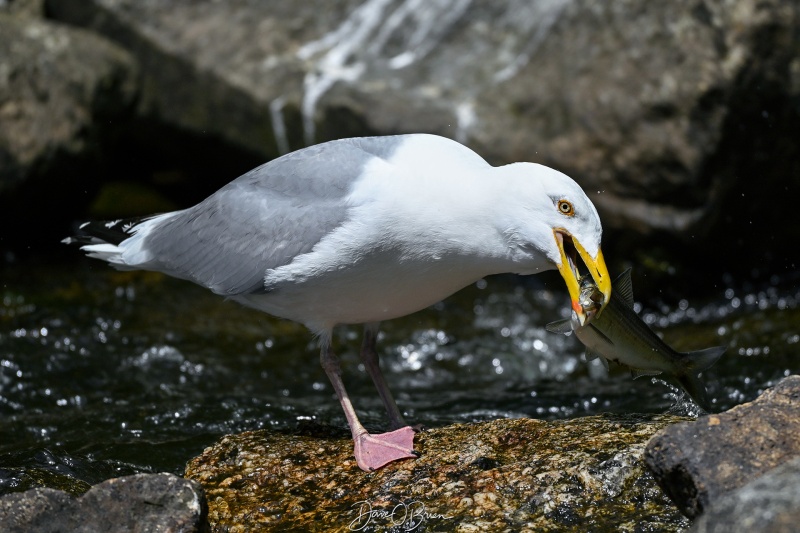 Gull catching one of the fish coming down
Damariscotta, ME
5/27/26
Keywords: New England Coast, Damariscotta, Maine,