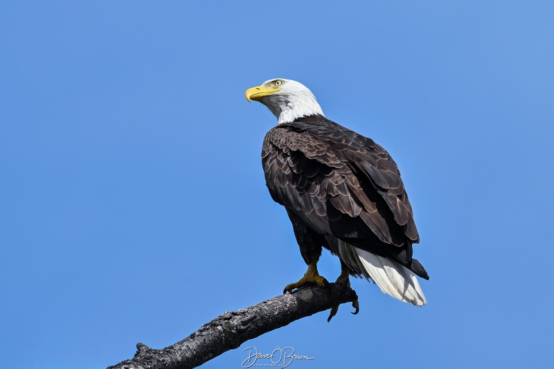 Bald Eagle came in for a hunt and set up across the road.
Damariscotta, ME
5/27/26
Keywords: New England Coast, Damariscotta, Maine, Bald Eagle