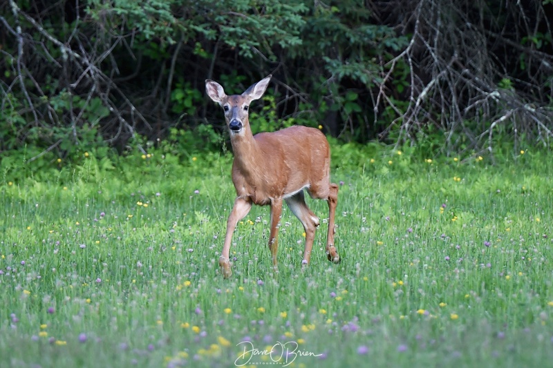 Whitetail Deer - Pease
6/20/21
