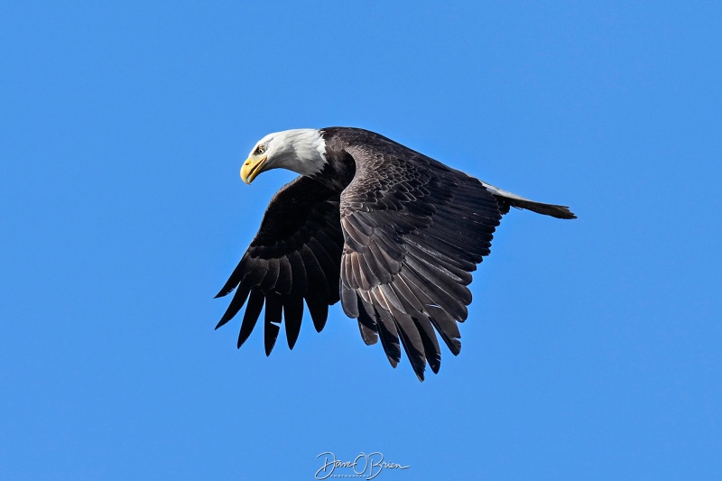 Bald Eagle on the hunt
Southern NH
5/26/26

