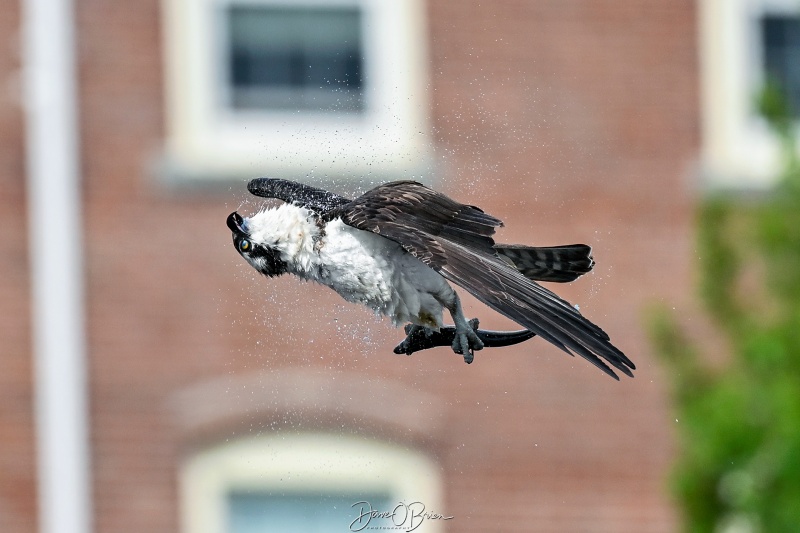 Osprey with a catch
Southern, NH
5/22/26
