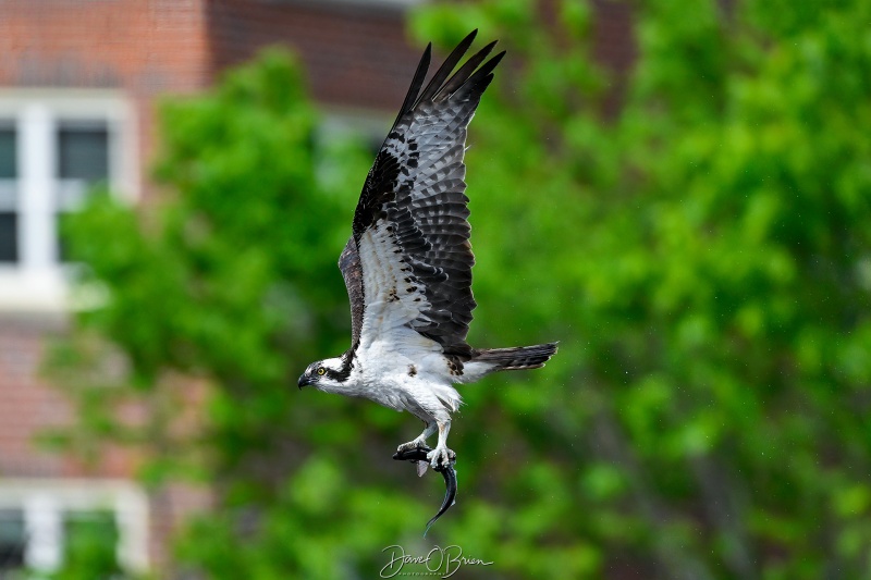 Osprey with a catch
Southern, NH
5/22/26
