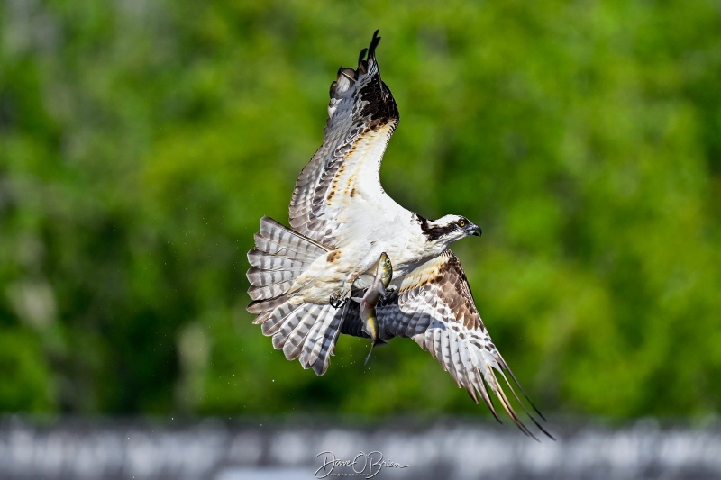 Osprey with catch
Southern, NH
5/26/26
