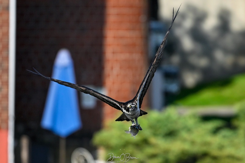 Osprey with catch
Southern, NH
5/26/26
