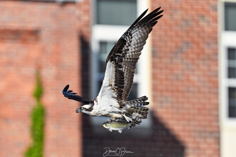 Osprey with catch
Southern, NH
5/26/26
