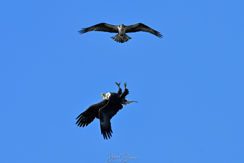 Eagle and Osprey not willing to share the river
Southern, NH
5/26/26
