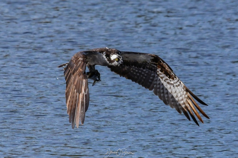 Another successful dive for food
After catching this further downstream, this osprey flew up towards me to its nest.
5/28/25
