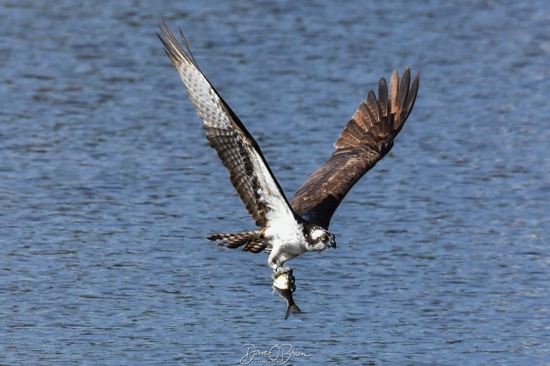 Another successful dive for food
After catching this further downstream, this osprey flew up towards me to its nest.
5/28/25
