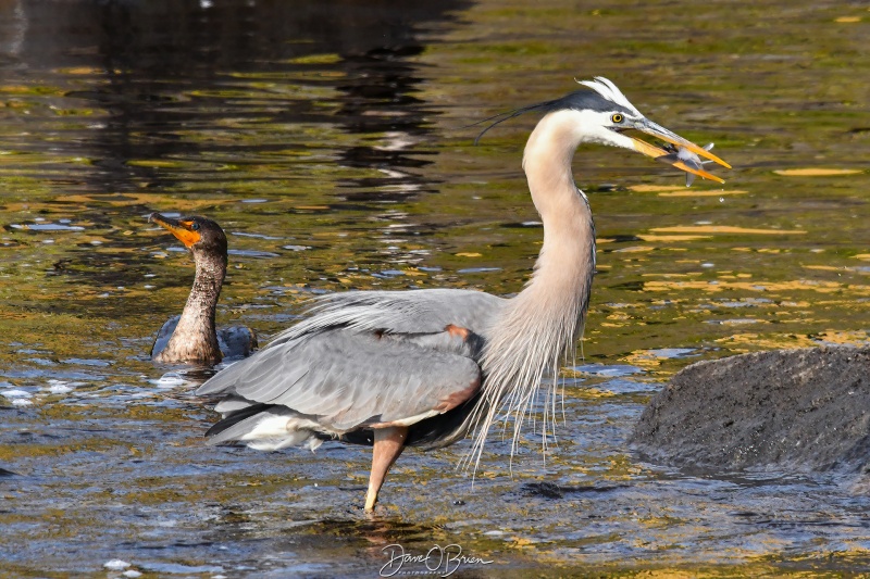 Great Blue Heron hunting at low tide
Southern NH
5/28/25
Keywords: Great Blue Heron, Southern NH
