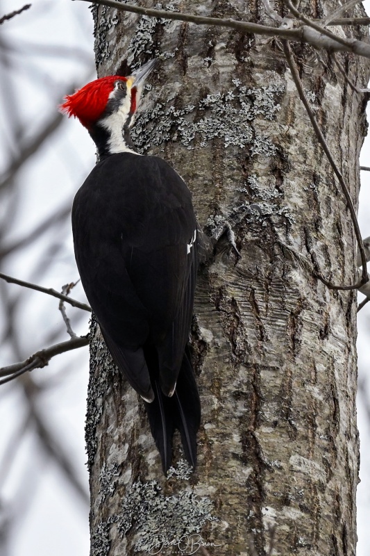 Female Pileated woodpecker
Southern NH
3/13/26
Keywords: Pileated Woodpecker, Woodpeckers, New Hampshire
