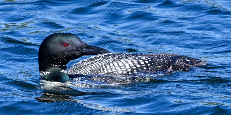 Moosehead Lake Loons
Greenville Maine
9/12/26
Keywords: Maine, Common Loon, Moosehead Lake, Maine Wildlife