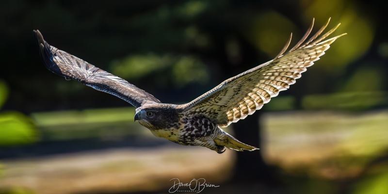 Juvenile Red Tail Hawk
Pease Golf Course
9/4/25
