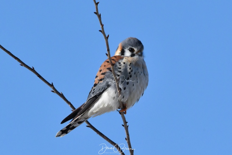 Kestrel perched
2/9/2020
