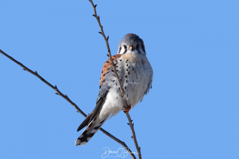 Kestrel perched
2/9/2020
