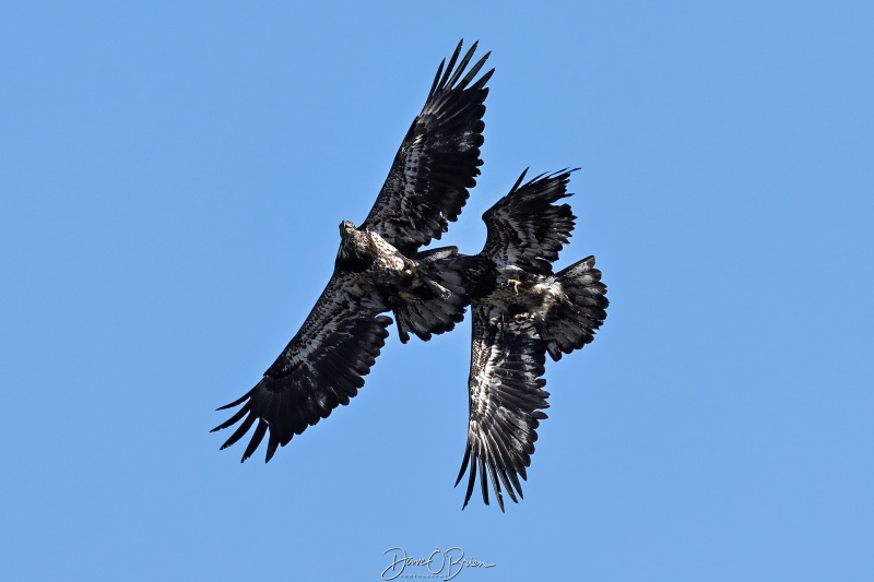 Young Bald Eagle fighting
Southern, NH
3/24/26
Keywords: New Hampshire, Raptors, Bald Eagles