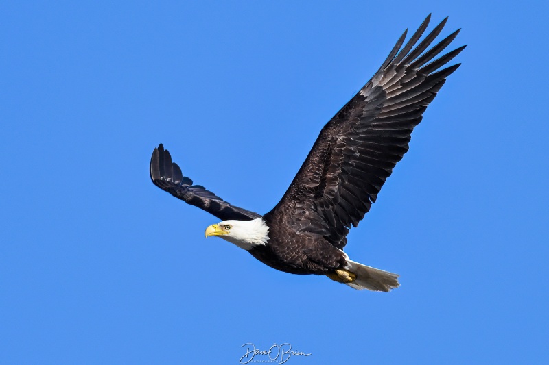 Adult Bald Eagle
Southern, NH
3/24/26
Keywords: New Hampshire, Raptors, Bald Eagles