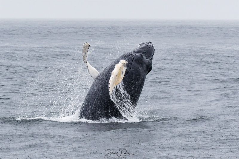 Leaf, a humpback calf playing as he breaches
This baby humpback whale named Leaf played around for 20 mins jumping and flipper waving
6/24/23 
Keywords: humpback whale, stellwagen bank