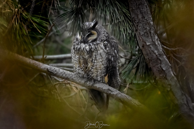 Long Eared Owl
Southern MA
3/21/26
Keywords: Massachusetts, Long Eared Owl, Raptors