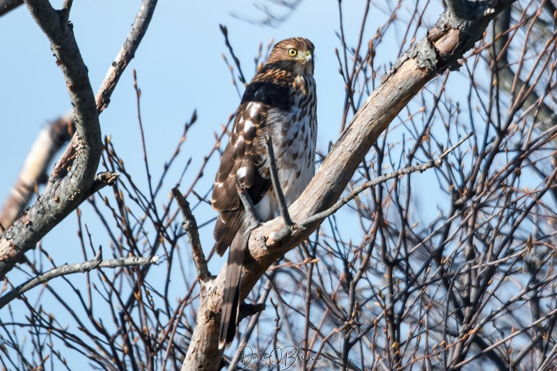 Coopers Hawk
I was walking out to grab a shot of an eagle when I noticed this Coopers Hawk holding still till the eagle flew away
12/31/22
