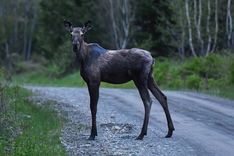 Young Moose found at dusk
Moosehead Lake, ME
5/25/25
Keywords: Moose, Moosehead Lake, Maine