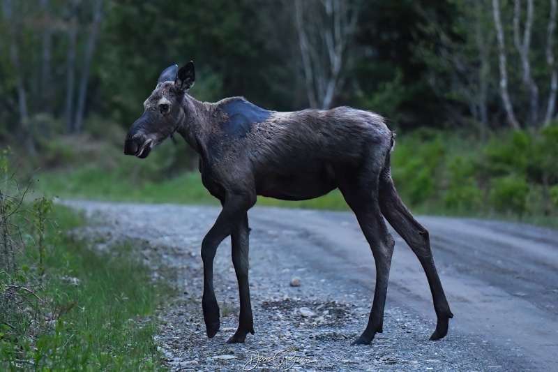 Young Moose found at dusk
Moosehead Lake, ME
5/25/25
Keywords: Moose, Moosehead Lake, Maine