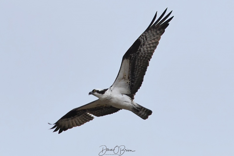 Osprey overhead
Nesting Ospreys return to Pease Wildlife platforms
4/13/22
