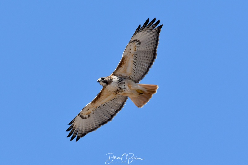 Red Tail Hawk soaring in the thermals
4/3/21
