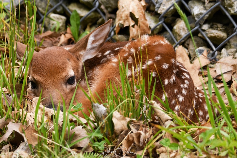 young fawn at Pease
While walking down to get some aircraft, came up on this young fawn waiting for Mom to return 
6/7/22
