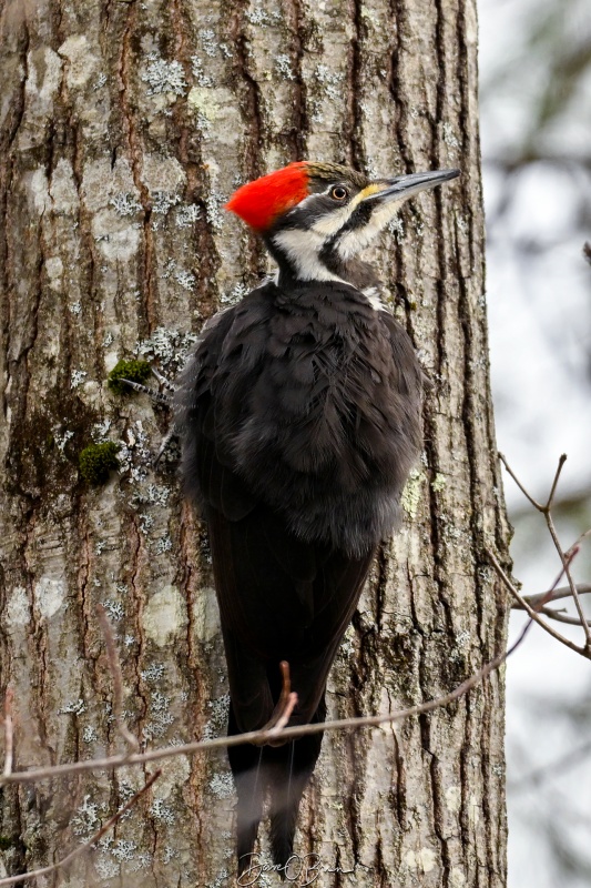 Male Pileated woodpecker
Southern NH
3/13/26
Keywords: Pileated Woodpecker, Woodpeckers, New Hampshire
