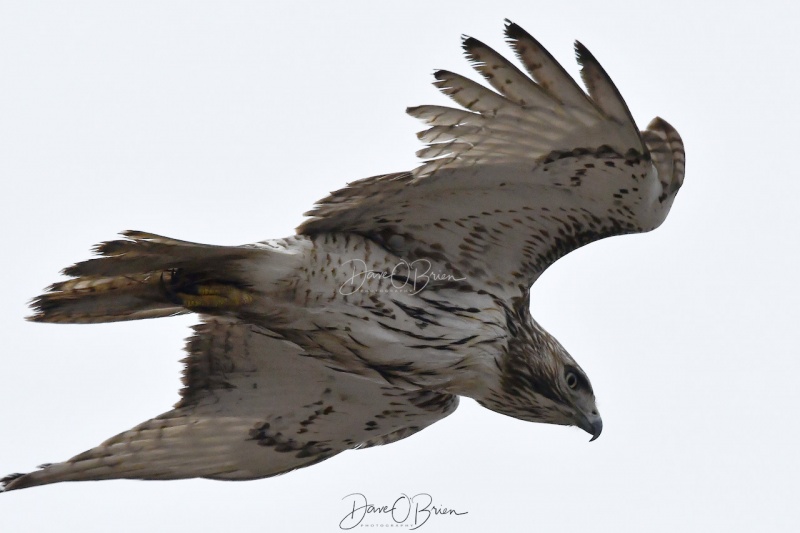 Red Tail Hawk
Plum Island, Newburyport, MA
12/31/19
