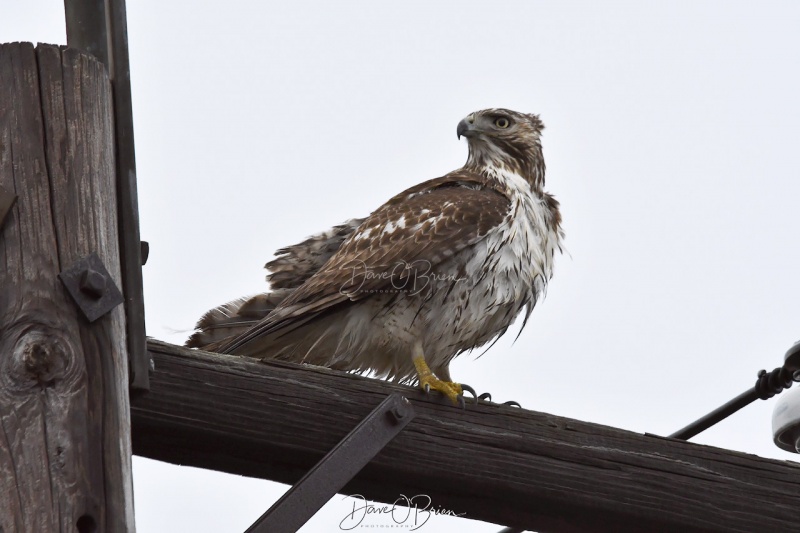 Red Tail Hawk
Plum Island, Newburyport, MA
12/31/19
