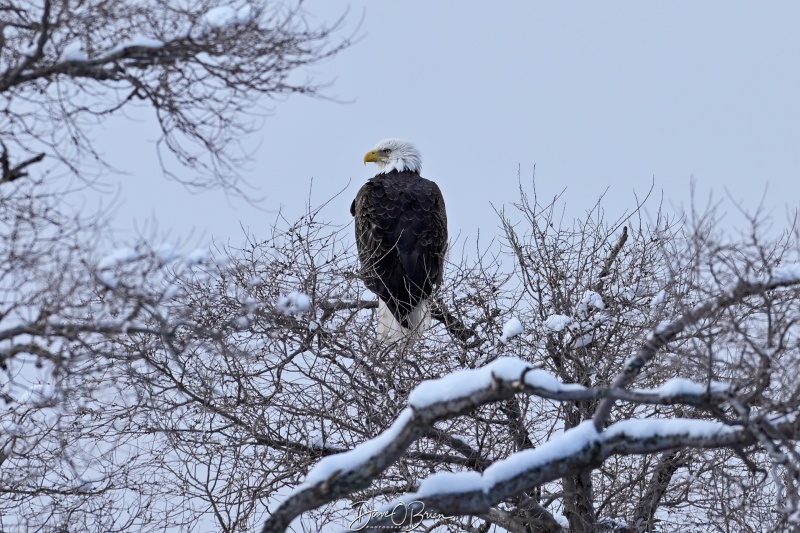 Bald Eagle
Seacoast of NH
1/19/26
