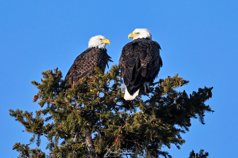 Pair of eagles sharing breakfast
Southern NH
2/14/26
Keywords: New Hampshire, Raptors, Bald Eagles